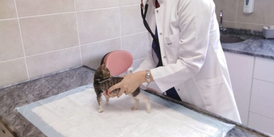 Yavru kediye fıtık ameliyatı yapıldı