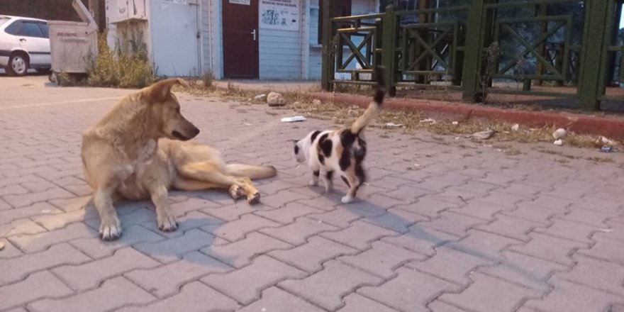 Köpek ve kedinin dostluğu