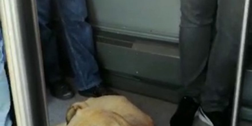 Sevimli köpeğin metrobüs yolculuğu kamerada