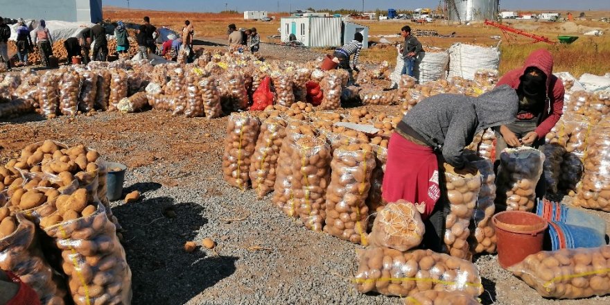Ahlat’ta 200 bin ton patates üretimi