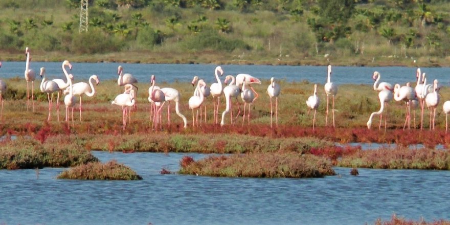 Flamingolar bu sene erken geldi