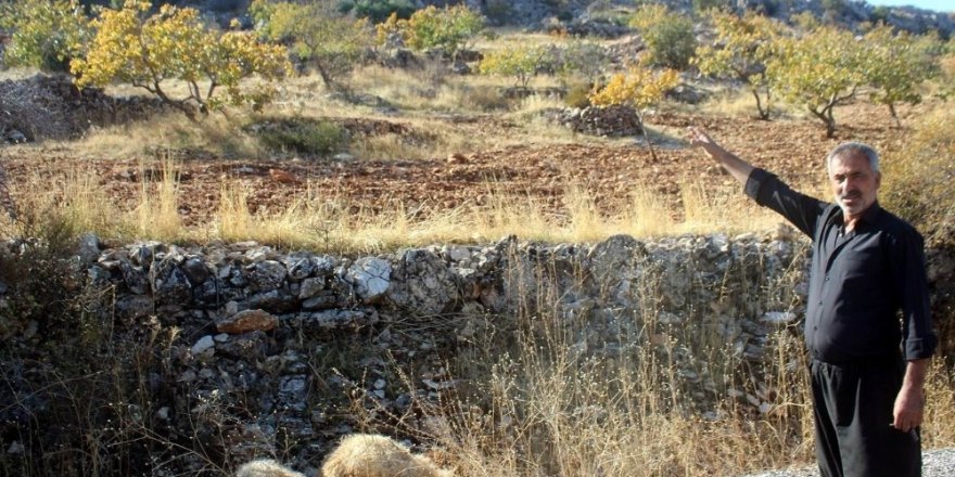 Gaziantep’te kurt dehşetinden kaçan 6 koyun halen bulunamadı
