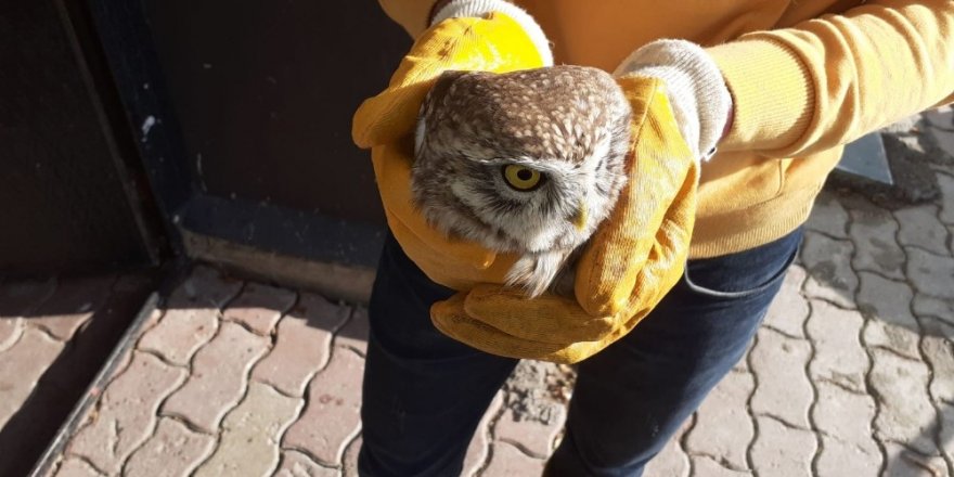 Yaralı bulunan baykuş tedavi altına alındı