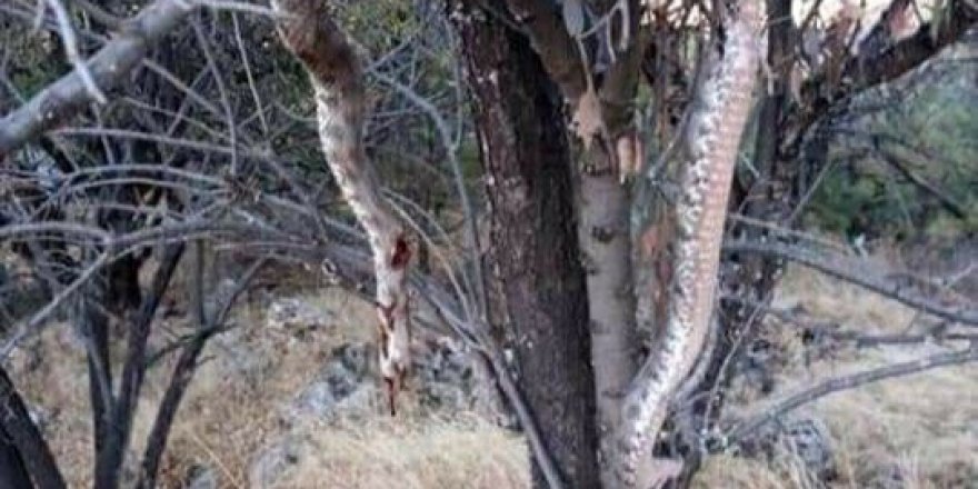 Dev yılanı öldürüp ağaca astılar