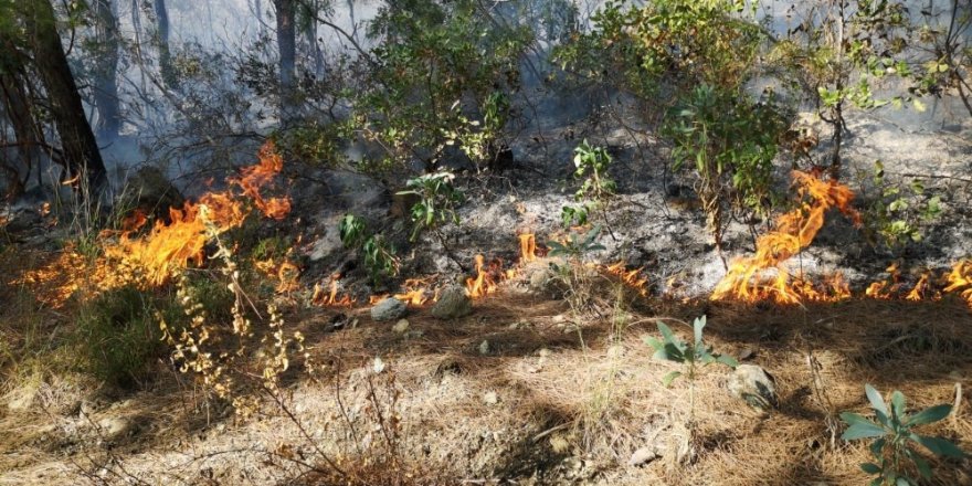 Erzin’de orman yangını