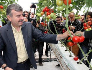Çöplüğe kurulan serada ilk hasat