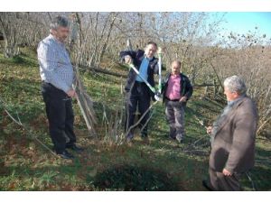Karasu'da Fındık Üreticisine Uygulamalı 'Budama' Eğitimi