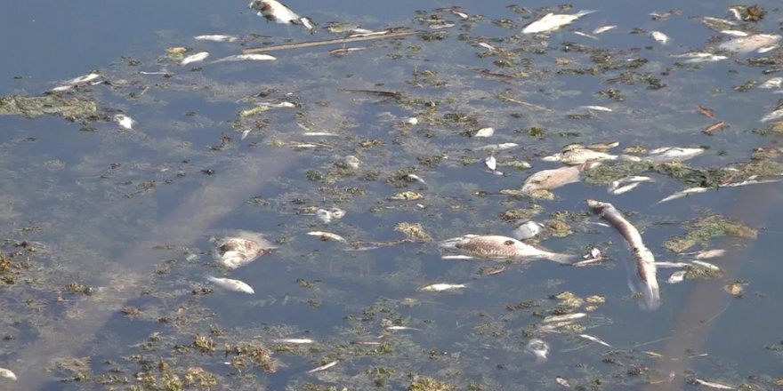 Antalya’da yüzlerce balık telef oldu