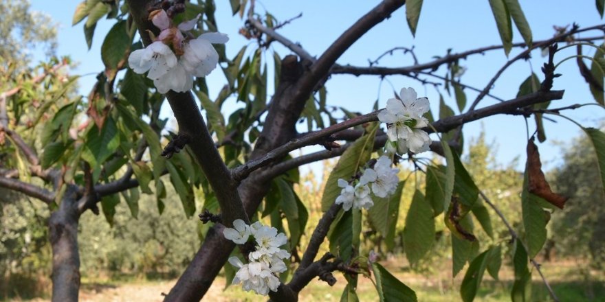Turgutlu’da kiraz ve erik ağaçları çiçek açtı