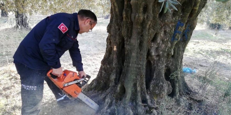 Zeytin ağacının içinde mahsur kalan köpek yavrularını itfaiye kurtardı, anneleri ise öldü