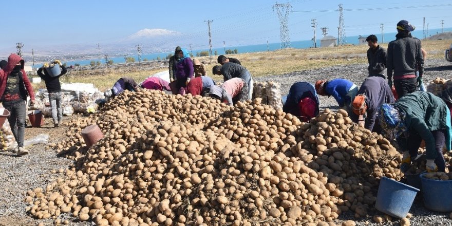Türkiye’nin yüzde 17’lik patates tohumu ihtiyacını Ahlat karşılıyor