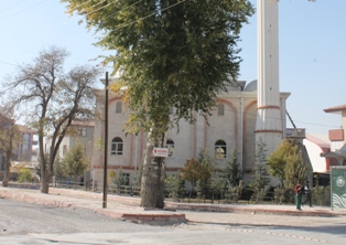 Karatay'da asırlık 2 kavak dikkat çekiyor