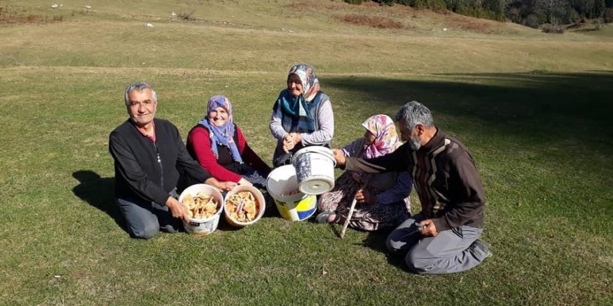 Sakarya’da güzel havayı değerlendiren vatandaşlar yaylada mantar topladı