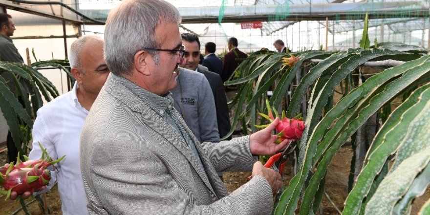 Antalya tarımında tropik meyveler yeni alternatif