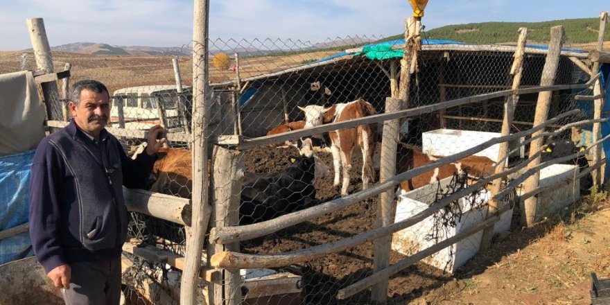 Hüyük’te  orman köylüsü 62 aileye 124 gebe düve desteği