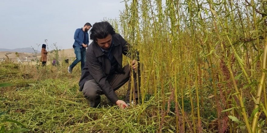 Bingöl Üniversitesi "Kenevir sapı ve jüt" bitkisinden kovan üretecek