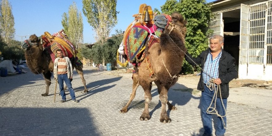 Buldan’da develer güreşlere hazırlanıyor