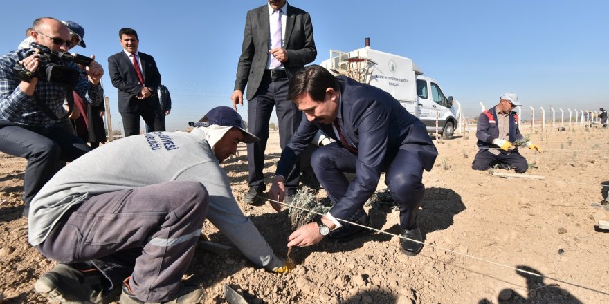 Karatay’da lavanta  bahçesi kuruluyor