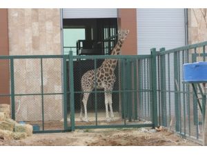 Hayvanat Bahçesinin En Uzun Misafiri