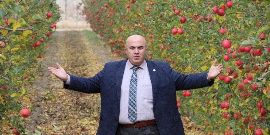 Karaman’da mevsimin son elma hasadı yapıldı
