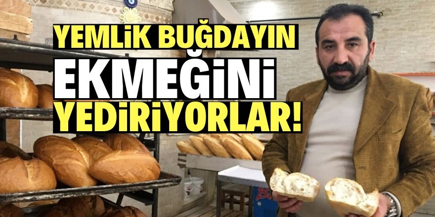 Ucuz buğdayın ekmeği yeniyor!