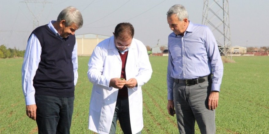 Ahmet Buğdayı Anadolu topraklarında yeniden hayat bulacak