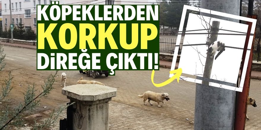 Köpeklerden kaçan kedi direğe çıktı