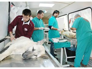 Sokak köpekleri kısırlaştırılıyor