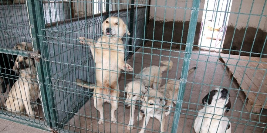 Aksaray Belediyesi sahipsiz hayvanları koruyup tedavilerini yapıyor