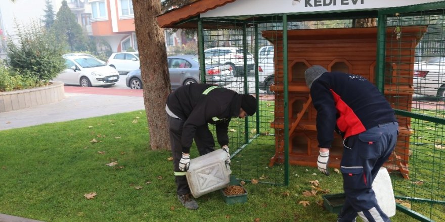 Sokak hayvanları için çalışmaları hızlandırdılar