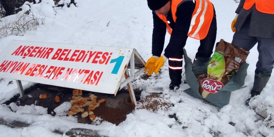 Akşehir Belediyesi hayvanları unutmadı