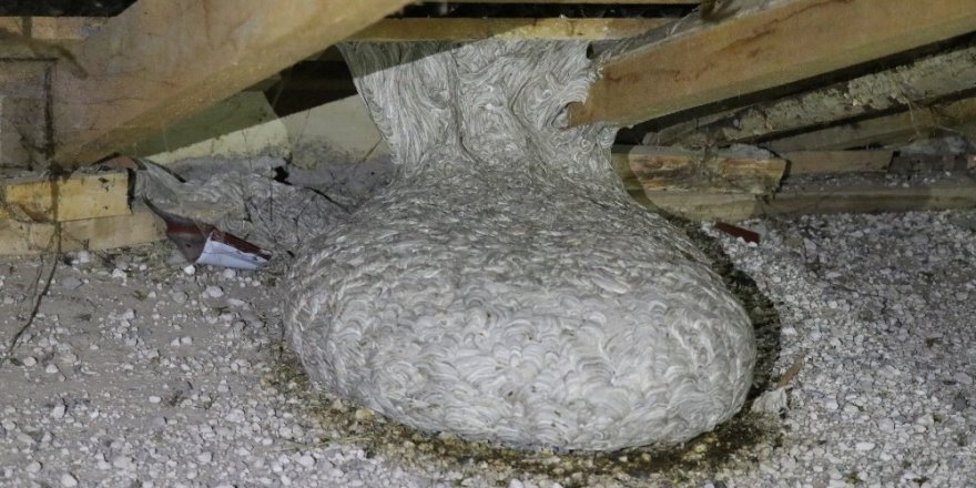 Aksaray’da apartmanın çatısında yaban arısı yuvası bulundu