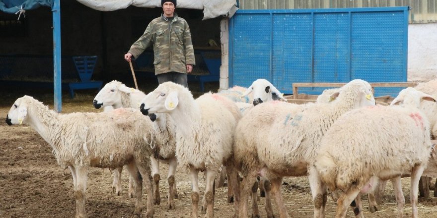 Aksaray’da çobanlara 2 milyon TL destek ödemesi yapılacak