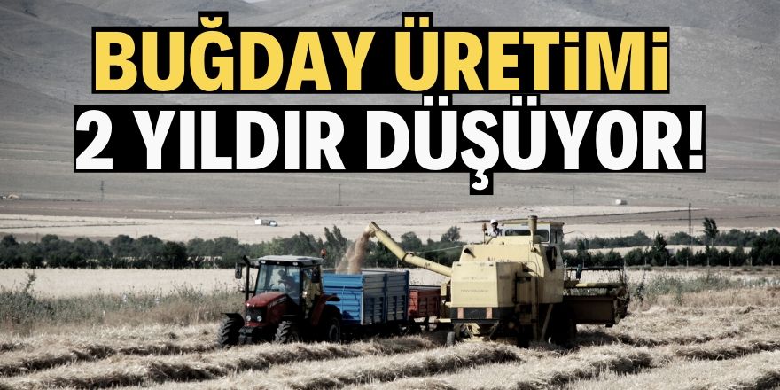 Buğday üretimi 2 yıldır azalıyor