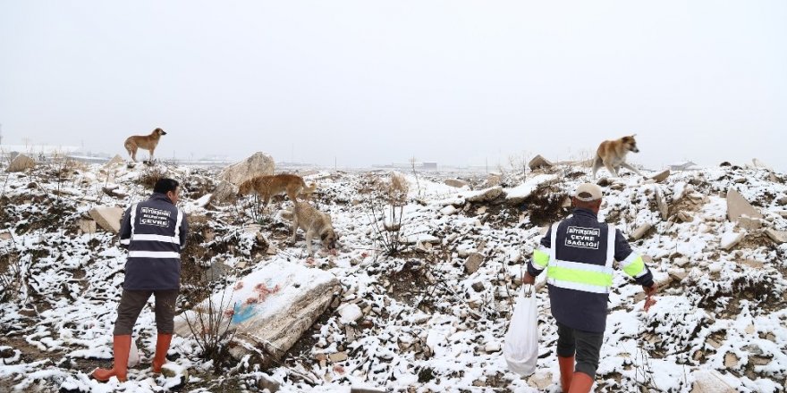 Sahipsiz hayvanlara düzenli olarak yiyecek bırakılıyor