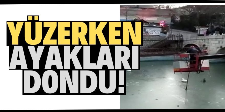 Konya'da kazların ayağı suda dondu!