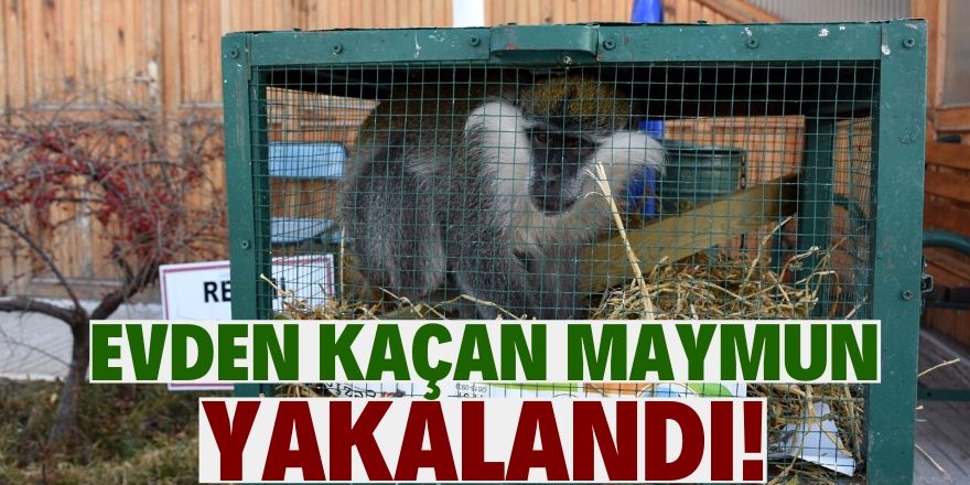 Evden kaçan maymun girdiği ahırda yakalandı