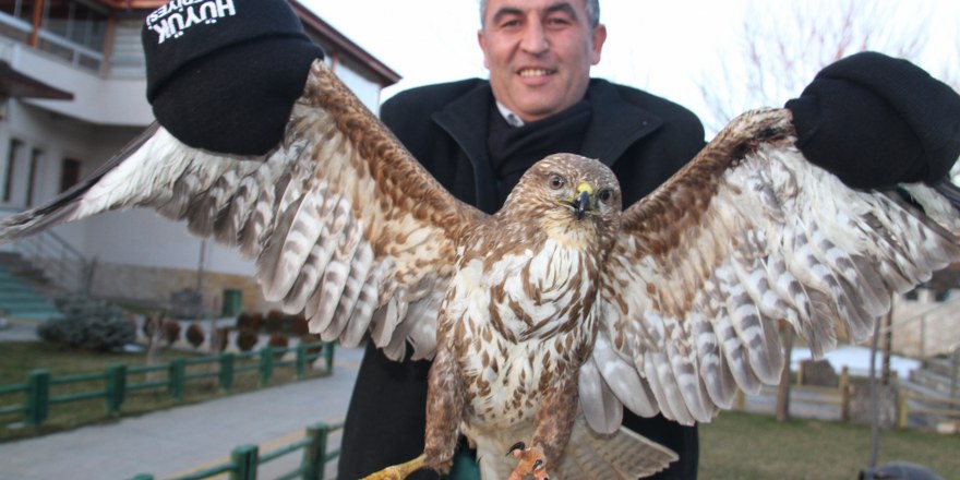 Yaralı kızıl şahin tedaviye alındı