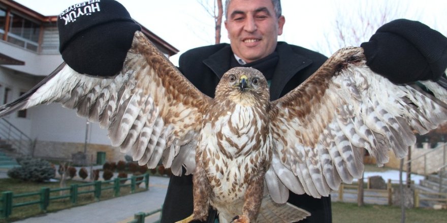 Nesli tükenme tehlikesi altındaki yaralı kızıl şahin koruma altına alındı