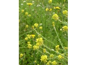 Endemik Bitkiler Koruma Altına Alınıyor