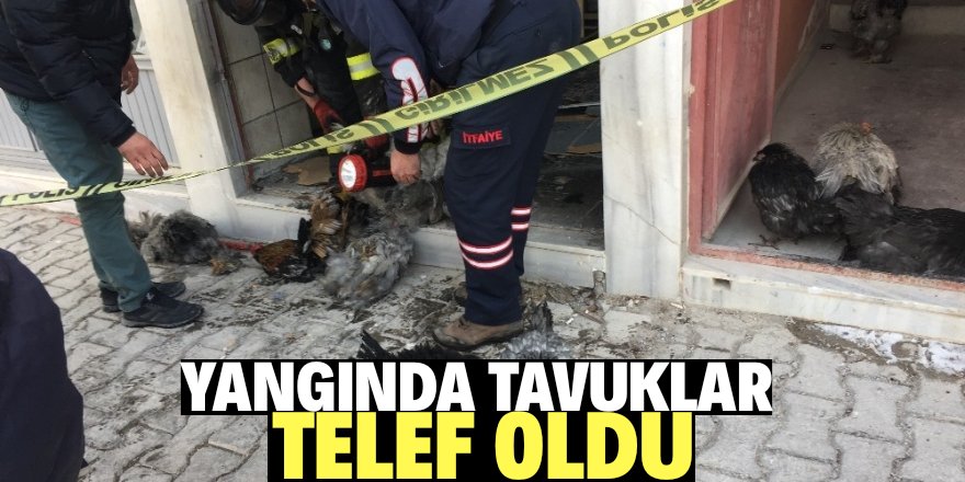 Bodrum yangınında tavuklar telef oldu