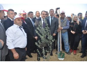 Zeytin Toplayan Bakan Ergin, Bereketli Bir Yıl Diledi
