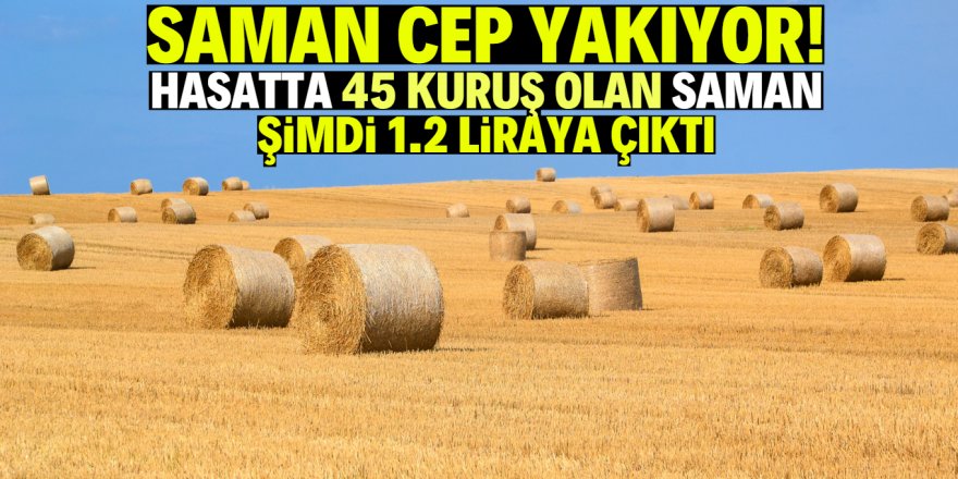 Saman fiyatları altınla yarışıyor!