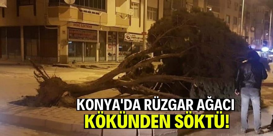 Şiddetli rüzgar ağacı yerinden söktü