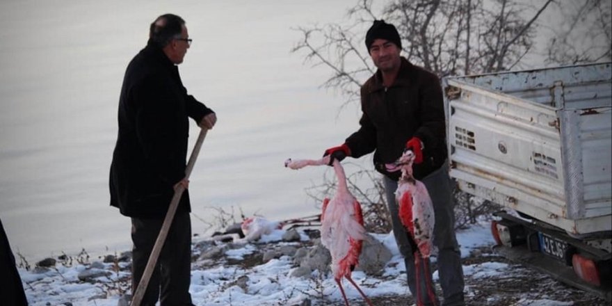 İvriz Barajı’nda 12 flamingo ölü bulundu