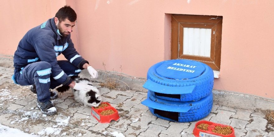 Aksaray Belediyesi sokak hayvanlarına sahip çıkıyor