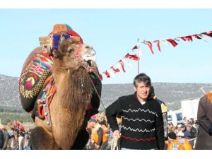 Deve Güreşi Sezonu Başladı