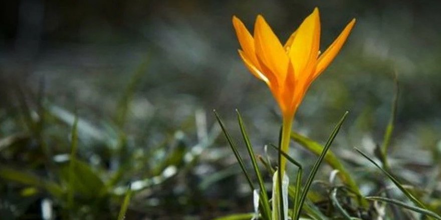 Baharın müjdeleyicisi 'İstanbulensis çiçeği' açtı