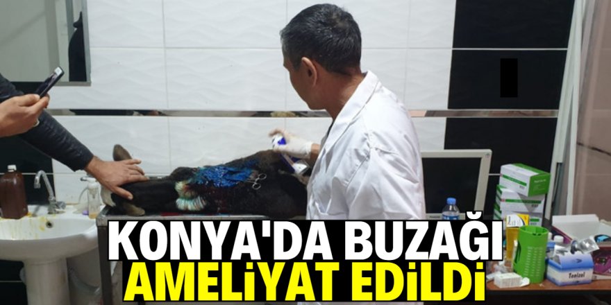 Konya'da 6 bacaklı buzağı ameliyat edildi