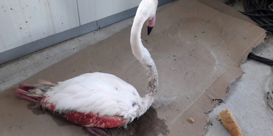 Konya'da bitkin düşen flamingo tedavi altına alındı